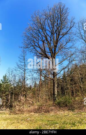 Große alte Eiche ohne Blätter im Wald mit blauem Himmel. Frühlingslandschaft in der Tschechischen Republik. Ein schöner Tag. Stockfoto