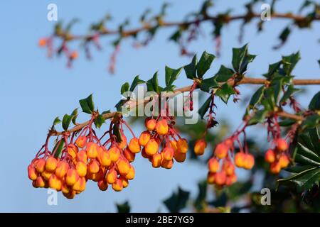 Berberis darwinii Darwins Beeren-Cluster von kleinen orangefarbenen Blüten im Frühjahr Stockfoto