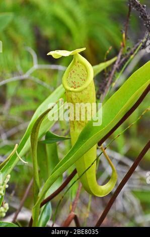 Krug-Pflanze (Nepenthes sp.) in der Nähe des Dorfes Chi Phat, Cardamom Mountains, Kambodscha Stockfoto