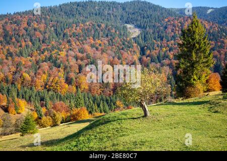 Herbst in den Bergen. Blick auf die Berge im Herbst. Schöne Naturlandschaft. Karpaten. Synevyr-Pass, Gebiet Sakarpattia, Ukraine Stockfoto