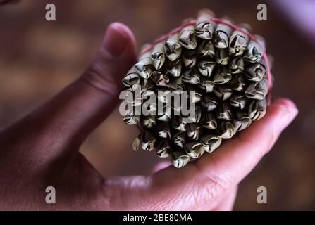 Handgerollte Zigarren aus Inle Lake. Myanmar Stockfoto