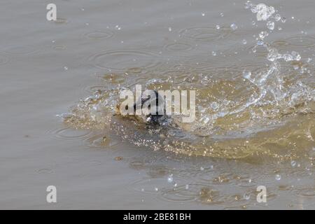 eisvogel mit Fang Stockfoto