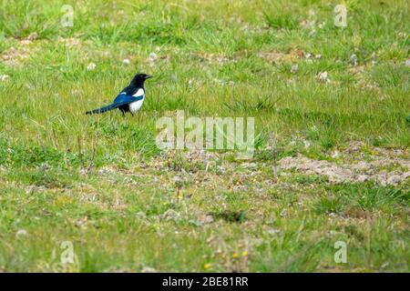 Auf einer grünen Wiese steht eine schwarz-weiße Elster Stockfoto