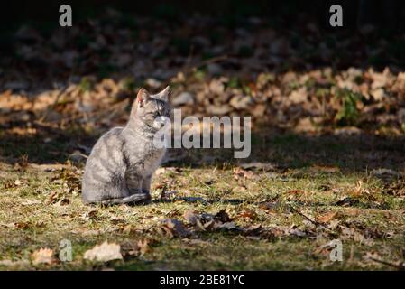 Schöne, süße, graue Katze, die auf einer Waldlichtung um Herbstblätter herum sitzt. Stockfoto
