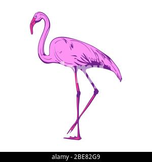 Rosa Flamingo auf weißem Hintergrund. Vektorgrafik. Stock Vektor