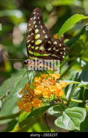 Tailed Jay - Graphium agamemnon, schön gefärbter Schmetterling aus asiatischen Wiesen und Wäldern, Malaysia. Stockfoto