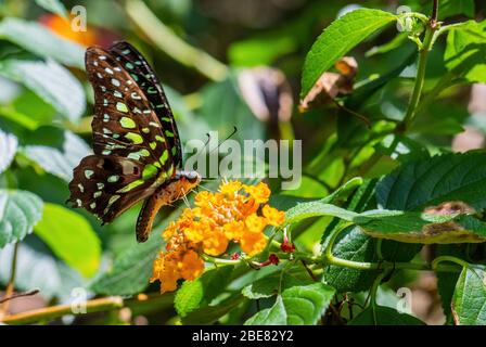 Tailed Jay - Graphium agamemnon, schön gefärbter Schmetterling aus asiatischen Wiesen und Wäldern, Malaysia. Stockfoto