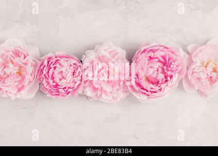 Blumen Zusammensetzung aus rosa Pfingstrosen Blumen auf weißem Hintergrund. Flaches Lay. Vintage oder instagram Toning. Draufsicht mit Kopierraum Stockfoto