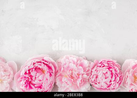 Blumenzusammensetzung. Rand aus rosa Pfingstrosen auf weißem Hintergrund. Flaches Lay. Draufsicht mit Kopierfläche Stockfoto