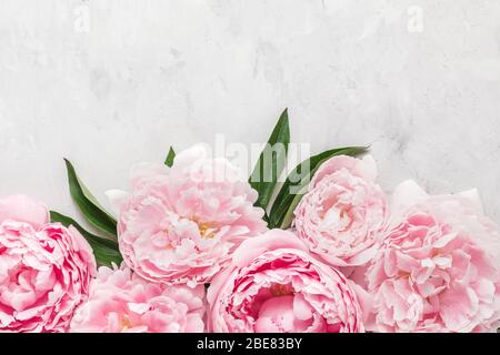 Blumen Zusammensetzung aus rosa Pfingstrosen Blumen auf weißem Hintergrund. Flaches Lay. Draufsicht mit Kopierfläche Stockfoto