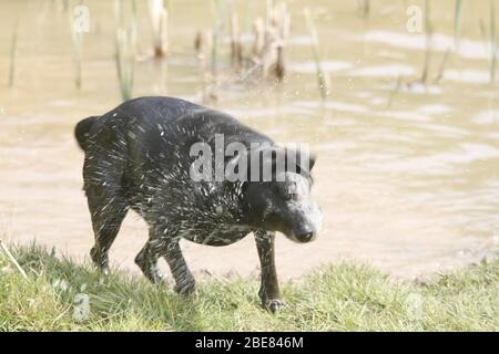 Hund schütteln Wasser aus Stockfoto