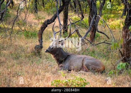 Schöne männliche Sambar Rusa Einfarben Hirsch in Ranthambore National Park, Rajasthan, Indien. Stockfoto