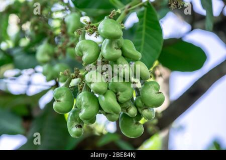 Grüne Cashewnuss Früchte auf Cashew Baum Stockfoto