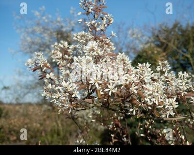 Die zarten weißen Blüten von Amelanchier lamarckii vor einem klaren blauen Himmel Stockfoto