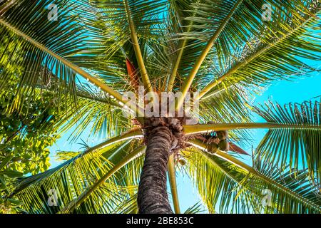 Kokosnuss Palmenblätter Hintergrund, Nahaufnahme Foto von Palmenblättern Stockfoto