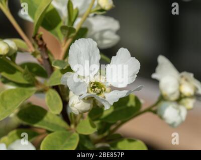 Eine Nahaufnahme einer einzigen weißen Blume des Strauches Exochorda grandiflora Niagara Stockfoto