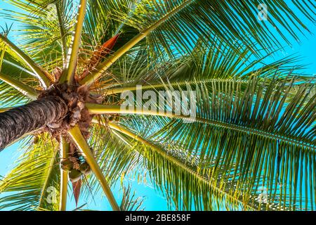 Kokosnuss Palmenblätter Hintergrund, Nahaufnahme Foto von Palmenblättern Stockfoto