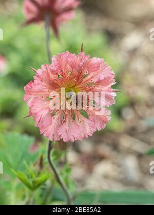 Eine Nahaufnahme der zarten blassrosa Blume von Geum Bell Bank Stockfoto