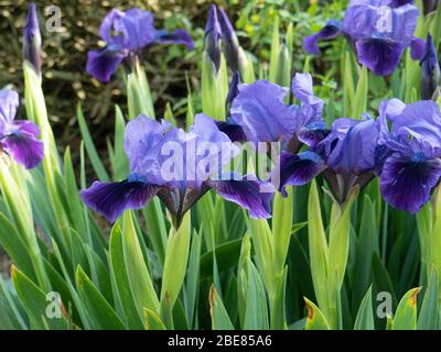 Eine Gruppe der dunkelblauen Blüten des Zwergs Iris Brannigan Stockfoto