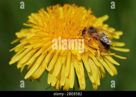 Nahaufnahme einer europäischen dunklen Biene (APIs mellifera mellifera), die mit Pollen bedeckt ist und auf einem blühenden Löwenzahn-Blütenkopf sitzt und Nektar sammelt Stockfoto