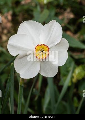 Eine Nahaufnahme einer einzigen weißen und gelben Blume von Narcissus poeticus 'Actaea Stockfoto