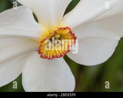 Eine Nahaufnahme einer einzigen weißen und gelben Blume von Narcissus poeticus 'Actaea Stockfoto