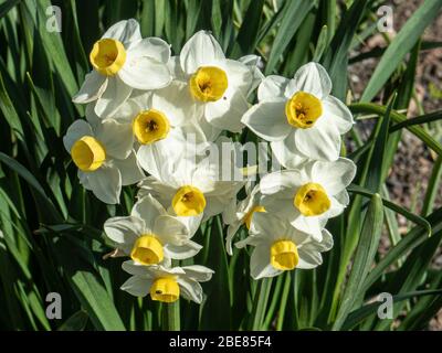 Eine Gruppe der kleinen weißen und gelben Trompeteten Blüten von Narcissus Avalanche Stockfoto