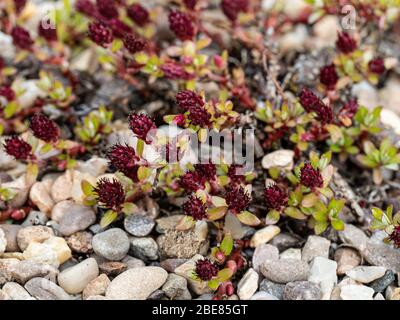 Eine Nahaufnahme der tiefroten Kätzchen der Zwergweide Salix hylematica Stockfoto