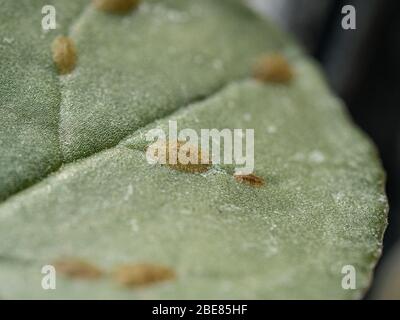 Eine Gruppe von Insekten, die sich auf einem Cyclamenblatt ernähren Stockfoto