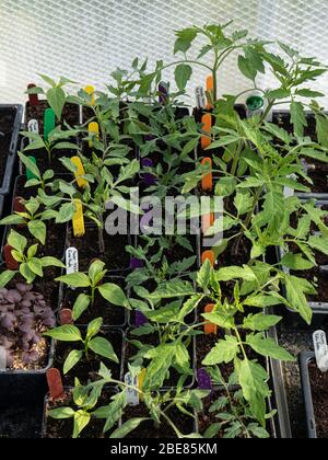 Eine Gruppe junger Tomaten- und Pfefferpflanzen, die in Töpfen in einem Gewächshaus wachsen Stockfoto