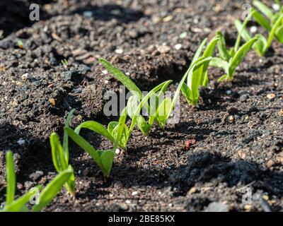 Eine Nahaufnahme einer Reihe junger Spinatkeimlinge Stockfoto