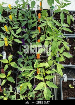 Eine Gruppe junger Tomaten- und Pfefferpflanzen, die in Töpfen in einem Gewächshaus wachsen Stockfoto
