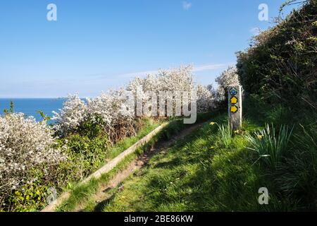 Blühende Schwarzdornhede entlang des Küstenwanderweges mit Wegmarkierungszeichen im Frühjahr. Benllech, Isle of Anglesey, Wales, Großbritannien Stockfoto