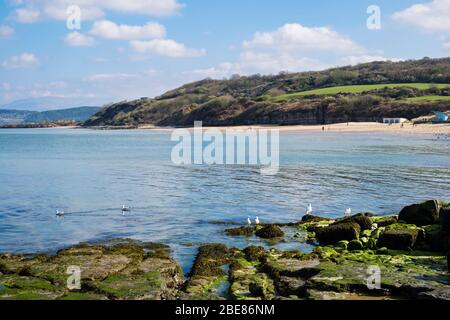 Hering Möwen auf Felsen und Blick über das ruhige blaue Meer in der Bucht zu ruhigen Strand bei Flut. Benllech, Isle of Anglesey, Nord Wales, Großbritannien Stockfoto