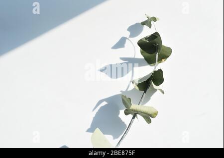 Grüne trockene Eukalyptusblätter. Zweig und Schatten auf einem hellen Hintergrund. Flach gelegt, Draufsicht für Poster, Banner Stockfoto