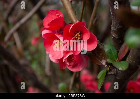 Erster Frühlingstag, Zweig mit roten Blüten. Floraler Hintergrund. Japanische Quitte purpurrot Farbe. Nahaufnahme. Stockfoto