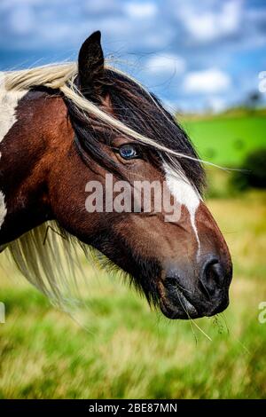 Welsh Mountain pony Stockfoto