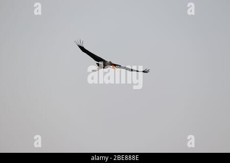 Nahaufnahme von gemaltem Storch fliegen in klarem Himmel, Vogel Hintergrund Stockfoto