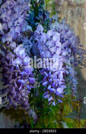 Die Wisteria ist eine große Kletterpflanze, die lange leben kann. Es produziert eine Fülle von blauen Blumen, die in einer großen Masse im Frühjahr hängen Stockfoto