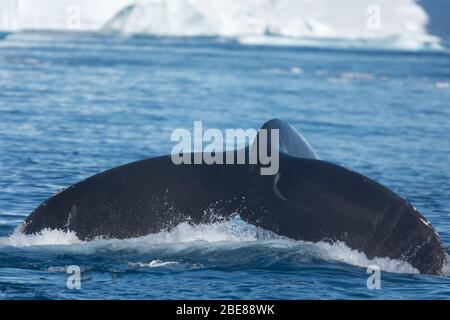 Buckelwale fressen sich zwischen riesigen Eisbergen in der Nähe der Mündung des Eisfjords, Ilulisaat, Disko Bay, Grönland Stockfoto