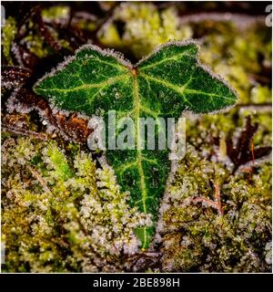 Frost bedeckt Efeu Blatt auf Moos Stockfoto