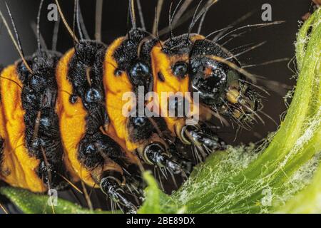 Zinnober Falter Raupe Stockfoto