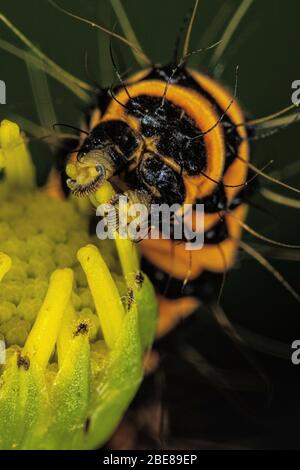 Zinnober Falter Raupe Stockfoto