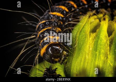 Zinnober Falter Raupe Stockfoto