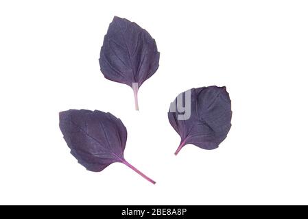 Blätter aus rotem oder violettem Basilikum auf weißem Hintergrund isoliert Stockfoto