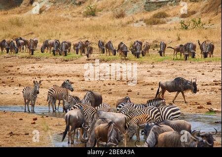 Zebras und Wildebeest am Tarangire Fluss, Tansania Stockfoto