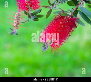 Blumen des Flaschenbürstenbaums (Callistemon Citrinus) Stockfoto