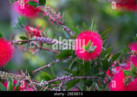 Blumen des Flaschenbürstenbaums (Callistemon Citrinus) Stockfoto