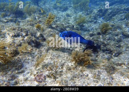 Ein Unterwasserfoto eines Parrotfisches, der um den Felsen und Korallenriffe im Meer schwimmt. Papageienfische sind eine bunte Gruppe von Meeresarten (95) fou Stockfoto