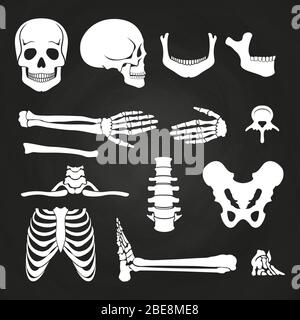 Sammlung menschlicher Knochen auf Tafel. Skelett menschliche Anatomie, Rückgrat und Handknochen. Vektorgrafik Stock Vektor